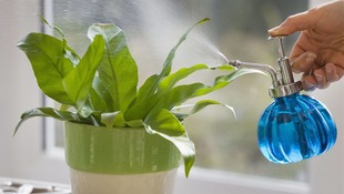 Использование перекиси водорода при выращивании растений