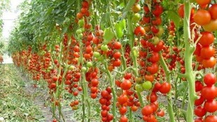 Семена помидора на гидропонике выращивание марихуаны закон рф