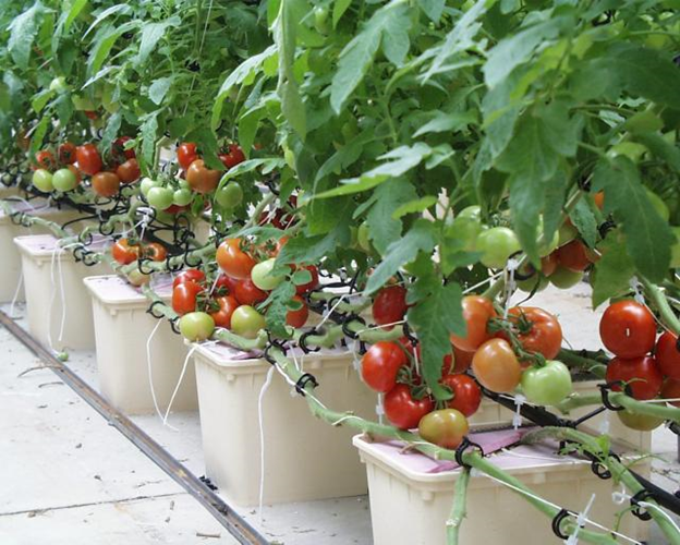 Семена томаты для гидропоника автоцвет конопля сильная