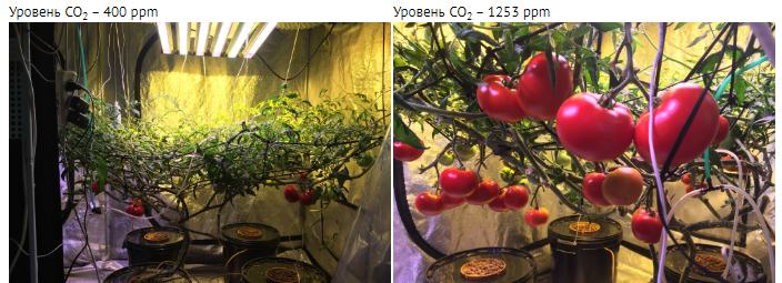 Пример использования CO2 при выращивании томатов