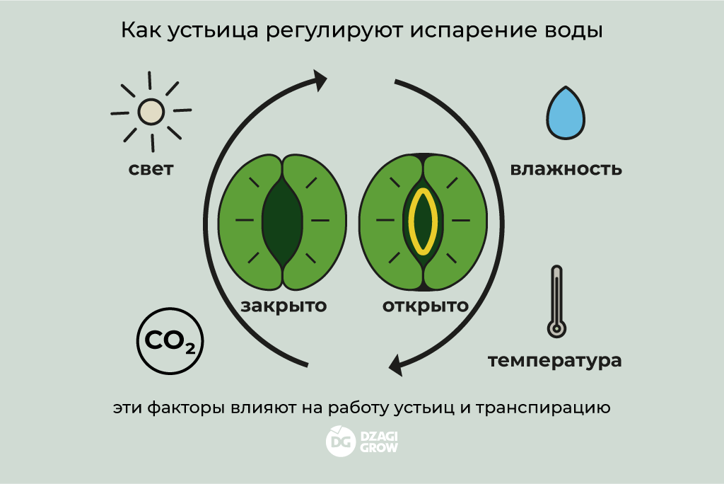 влажность_2.png