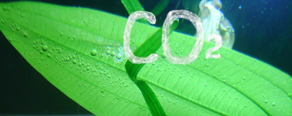 Использование CO2 в выращивании