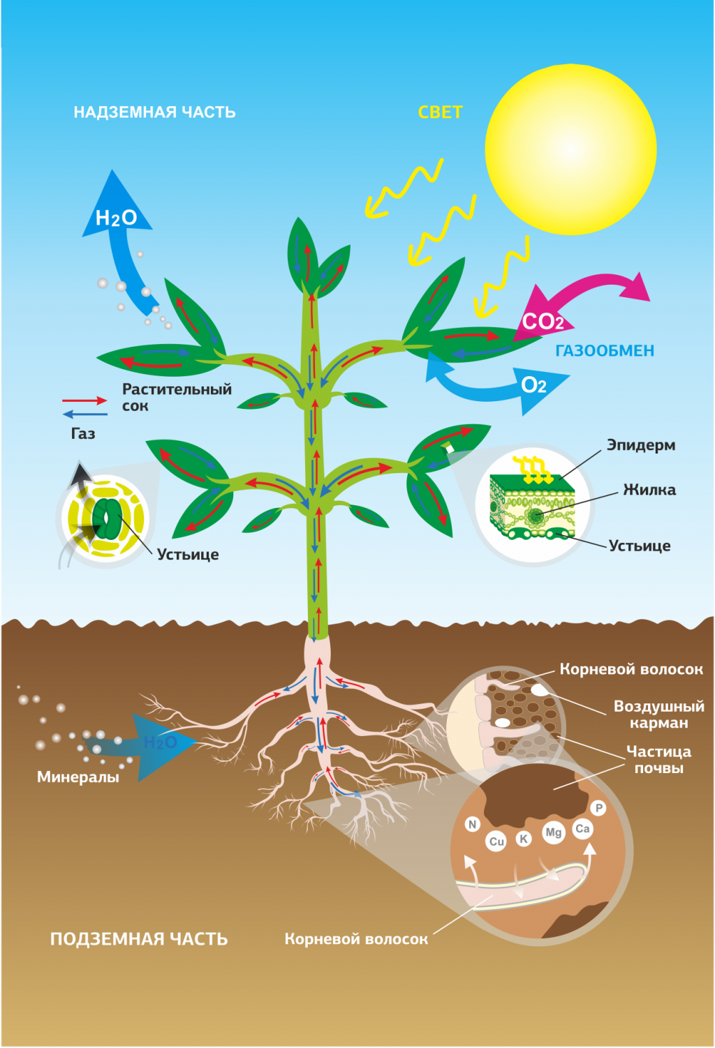 Чем вода помогает растениям. Питательные вещества для растений. Схема питания растений. Питательные вещества для растений в почве. Поступление воды в растение.
