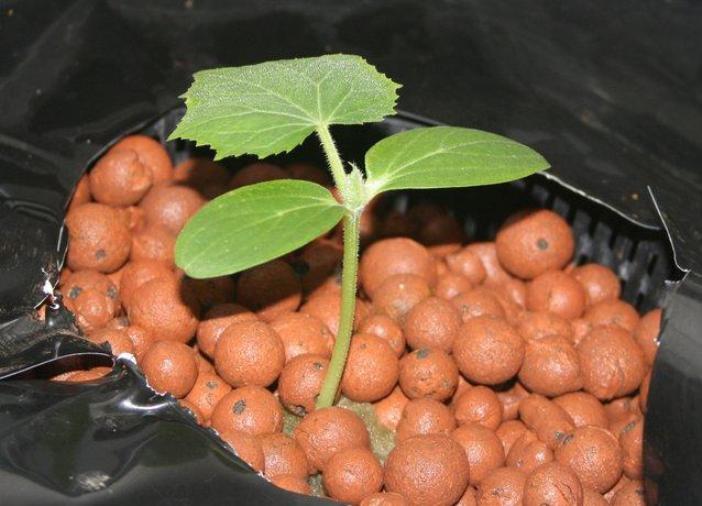 Применение керамзита при выращивании комнатных растений