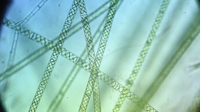 Сине-зеленые водоросли в гидропонике: как бороться? | Блог DzagiGrow