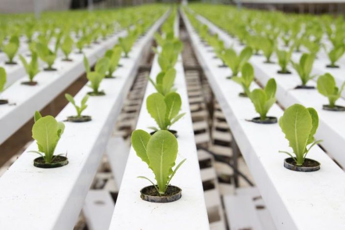 Как прорастить семя для гидропоники этапы роста марихуаны