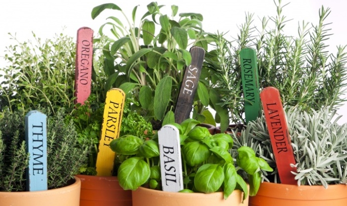 Выращивание на гидропонике дома: зелень, томаты, огурцы | Блог DzagiGrow