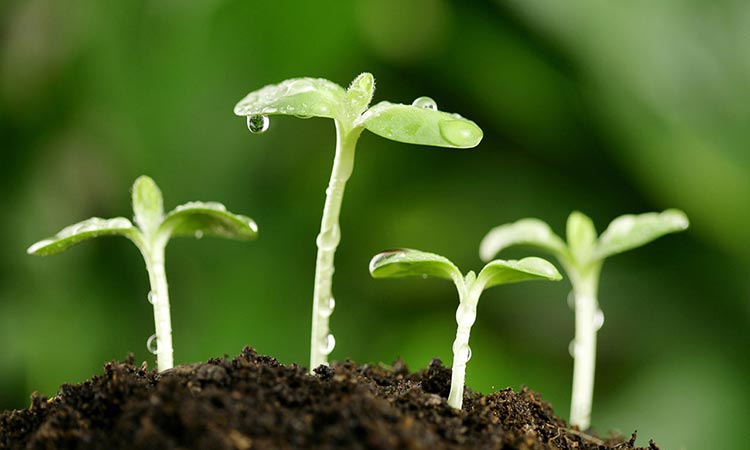 Влияние азотных удобрений на растения