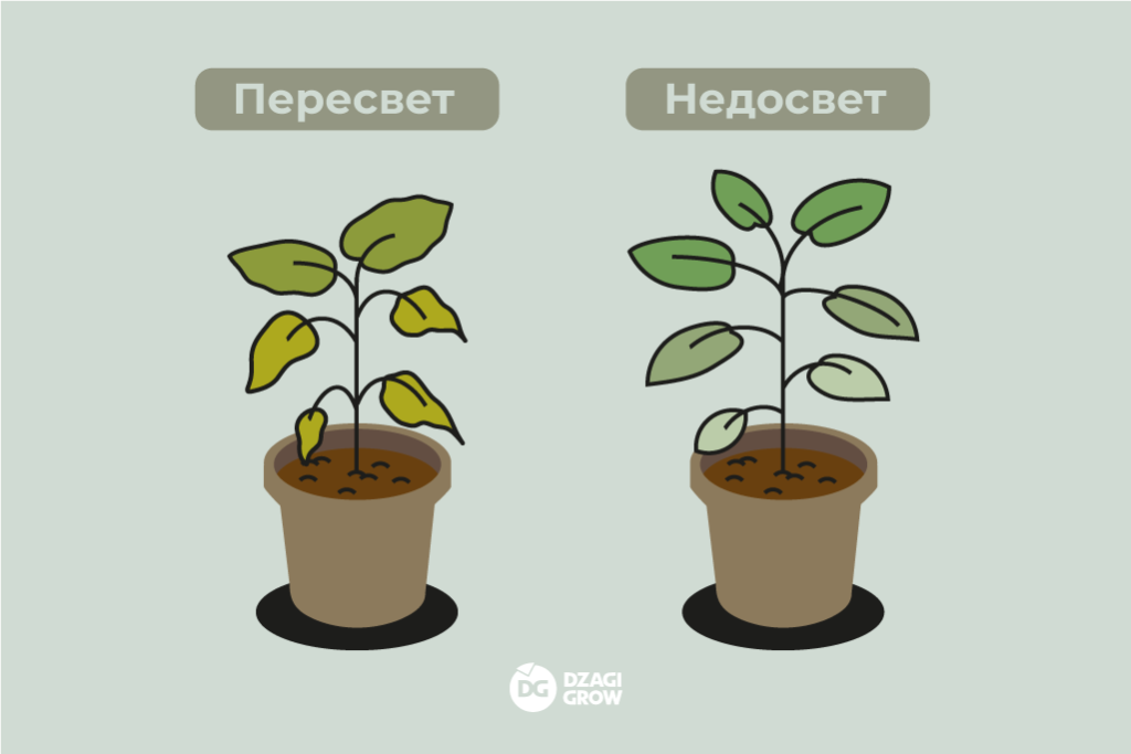 Светильники_для_растений_1.png