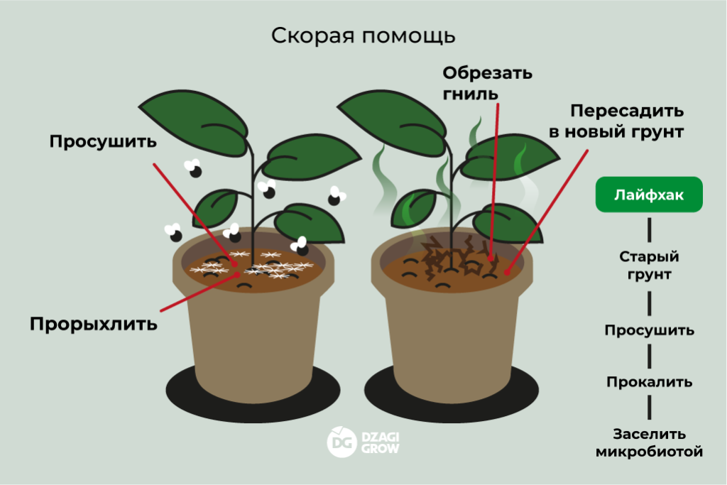 dg_диагностика_4 (1).png dg_диагностика_4 (1).png