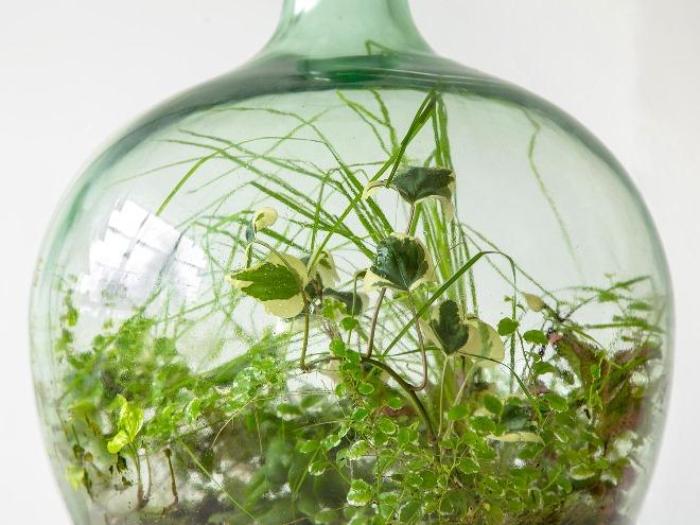 Выращивание карликовых растений в бутылке