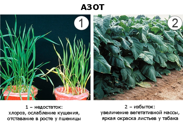 растениям необходим азот для роста зеленой массы