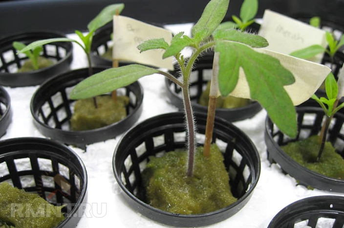 Раствор для гидропоники своими руками - Выращивание растений на гидропонике.