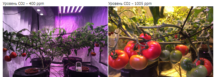 Пример использования CO2 при выращивании томатов