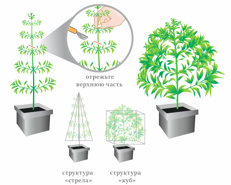 Что такое вегетация конопли марихуана административное