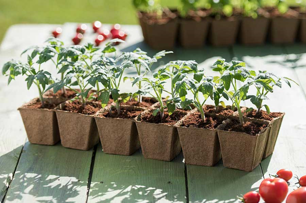 Семена помидоров для гидропоники марихуана разовая доза
