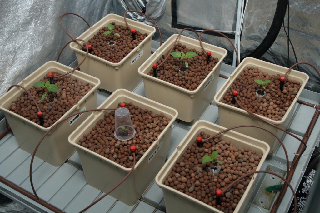 Выращивание в гидропонике из семян марихуана как вылечиться