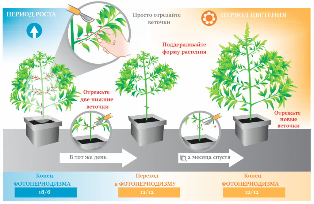 Этапы выращивания марихуаны когда нужно садить рассаду