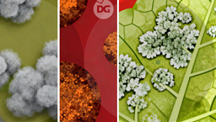 /blog/vidy-naleta-na-listyakh-rasteniy-prichiny-poyavleniya-metody-borby-/