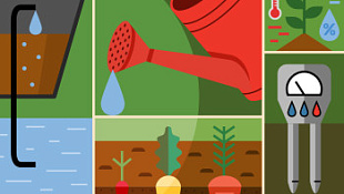 Как правильно поливать растения при выращивании в земле