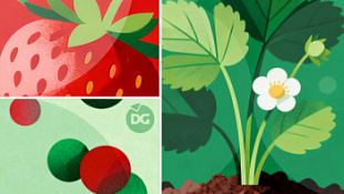 /blog/chem-luchshe-podkormit-klubniku/