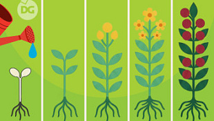 Гайд по стадиям развития растений: режим питания, риски и необходимые удобрения на каждом этапе