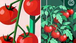 /blog/vyrashchivanie-pomidor-na-gidroponike/