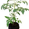 Умный текстильный горшок GrowBag® 40 л