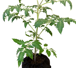 Умный текстильный горшок GrowBag® 30 л