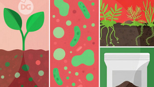 Живой субстрат для растений: как диагностировать и поддерживать здоровье грунта в домашних условиях